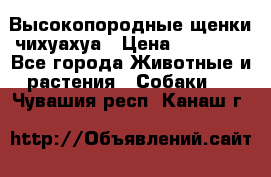 Высокопородные щенки чихуахуа › Цена ­ 25 000 - Все города Животные и растения » Собаки   . Чувашия респ.,Канаш г.